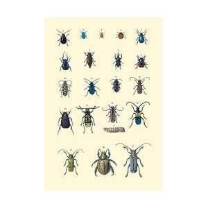  Insect Study #2 20x30 poster