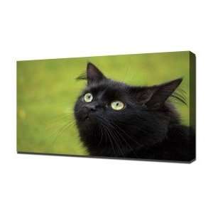  Black Cat   Canvas Art   Framed Size 24x36   Ready To 