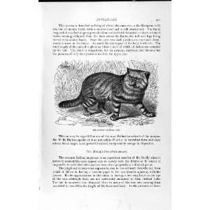  NATURAL HISTORY 1893 94 PAMPAS CAT JUNGLE CARNIVORES