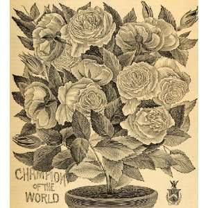 1892 Print Plant Rose Bush Gardening Botanical Flowers 