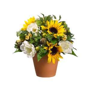  13 Sunflower/Poppy/Skimmia Arrangement in Terra Cotta Pot 