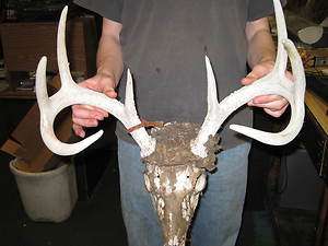   White Tail Head Deer Horn Hunting Taxidermy 8 Point # 0038189  