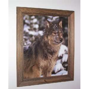  Wolf with Snow on Face Picture Print in Rope trimmed Pine 
