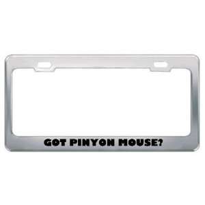 Got Pinyon Mouse? Animals Pets Metal License Plate Frame Holder Border 