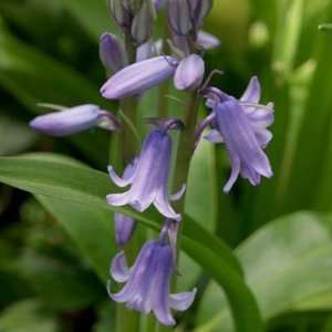  Hyacinthoides hispanica Blue   8 to 9 cm, 100 Bulbs Patio 