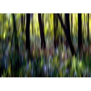  The Forest #9, Limited Edition Photograph, Home Decor 