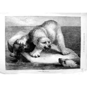  1881 BECKMANN FINE ART POLAR BEAR SEA LION FIGHT