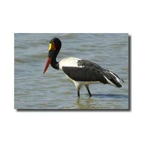  Saddlebilled Stork Giclee Print