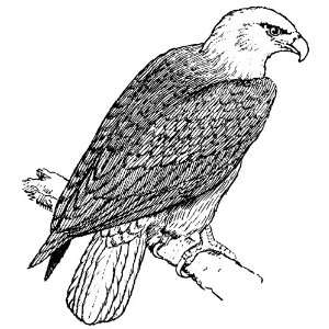  6 inch x 4 inch Greeting Card Line Drawing Eagle