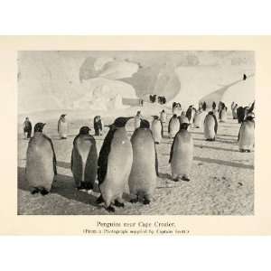  1905 Print Penguins Arctic Cape Crozier Snow South Pole 