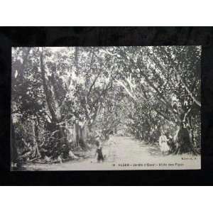  Algeria, Africa Postcard c1910 to 20 Postcard Fig Trees 