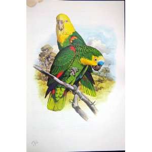 World Parrots 1973 Blue Fronted  Yellow Headed 