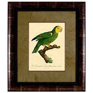  International Arts Parrot VI Framed Artwork