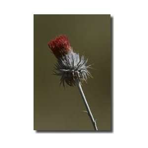  Thistle Flower Mendocino National Forest California Giclee 