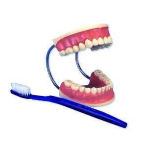 3B Scientific D16 Giant Dental Care Model, 3 Times Life Size, 7.1 x 9 