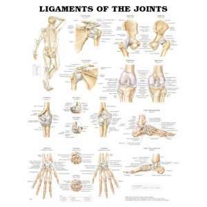  Ligaments of the Joints Anatomical Chart (9781587794537 