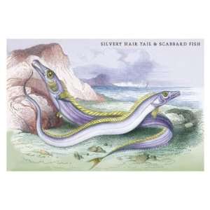  Silvery Hairtail and Scabbard Fish 24x36 Giclee