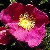 Rugosa Landscape Rose SEED RED FLOWERS  