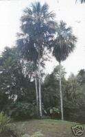 BAY PALMETTO PALM (Sabal mauritiiformis) 10 seeds  