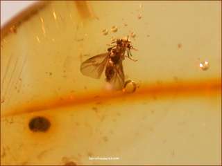   photos of our last amber excavations in the American Midwest June 2010