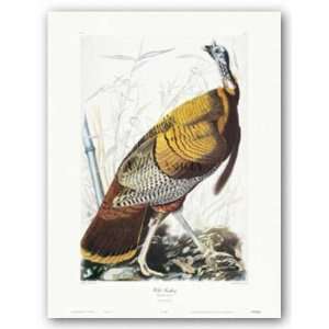 Wild Turkey Poster Print