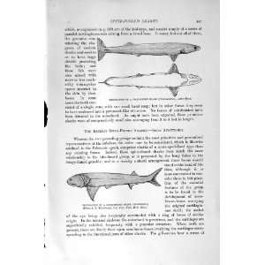  FOLD FINNED SHARK SPINE FINNED NATURAL HISTORY 1896