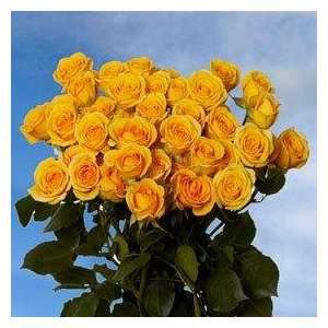 Yellow Spray Roses 180  Grocery & Gourmet Food