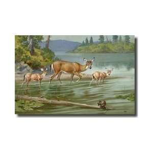 Doe And Her Fawns Walk Cautiously Into The Water Giclee Print 