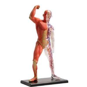 3 D Muscle & Skeleton Puzzle Toys & Games