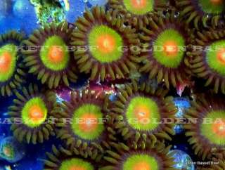 Live Coral   Exotic Tricolor Zoanthid Polyp Colony  
