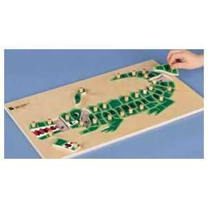  Alphabet Alligator Toys & Games