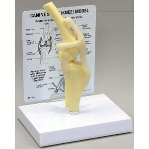  Canine/Dog Knee Anatomical Model