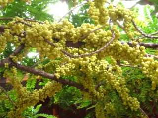 Gooseberry tree Otaheite Gooseberry Amlak Grosella มะยม  