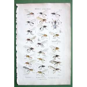   Muscidae #18   1846 H/C Hand Colored Antique Print 
