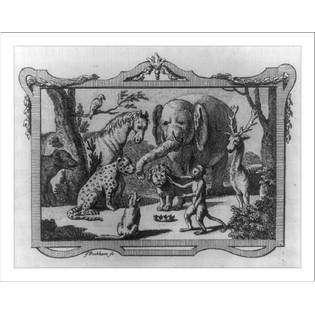   Historic Print (M) [Group of jungle animals in conference], 16 x 20in