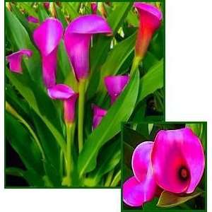  Calla Lily   Plum Pretty Bulb Patio, Lawn & Garden