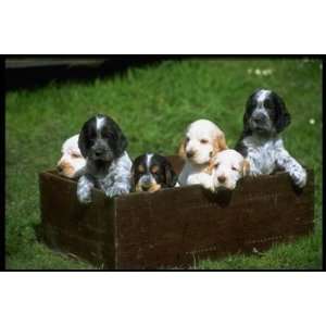   of Top Pedigree Dogs CanvasArt Cocker spaniel puppies