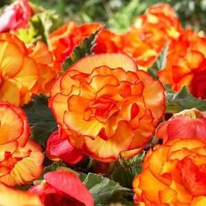   and Red Picotee Begonia Tuber   7cm Size Tuber Patio, Lawn & Garden