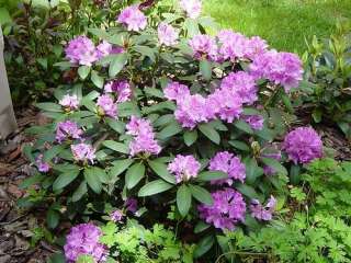 Rhododendron (Rhododendron) Shrub  