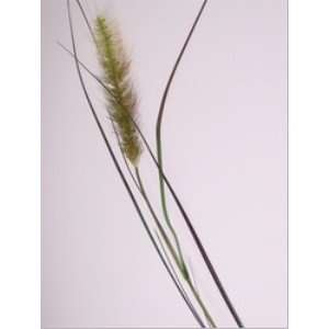  FOXTAIL W/GRASS