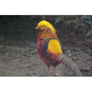 Red Golden Pheasant Taxidermy Photo Reference CD  Sports 