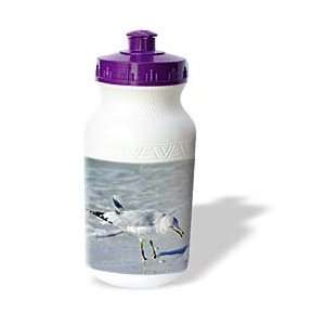  Florene Birds   Seagull Closeup On Beach   Water Bottles 