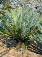 Encephalartos munchii RARE Cycad Mozmabique Tree Palm  