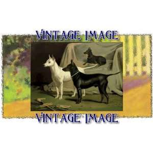   cm) Gloss Stickers Dogs English Terriers Vintage Image