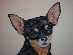 Chihuahua dog animal portrait print  