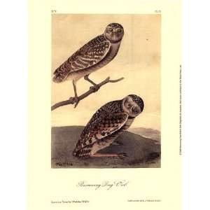  Burrowing Day Owl by John Woodhouse Audubon 10x13 Kitchen 