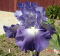 city lights m dunn 91 tall bearded iris 30 37 blooms in mid season but 