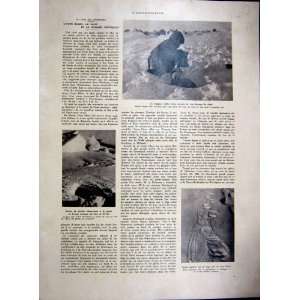 Arctic Fox Trap Hunt Polar French Print 1936