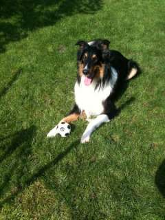 Collie Rüde Namens Rocky in Nordrhein Westfalen   Südlohn  Hunde 