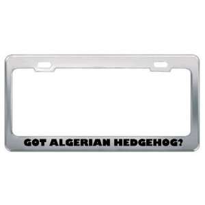 Got Algerian Hedgehog? Animals Pets Metal License Plate Frame Holder 